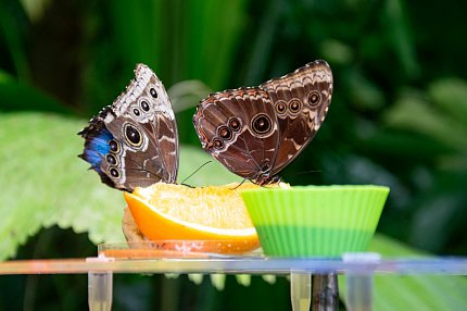 Výlet za motýly do botanické zahrady 