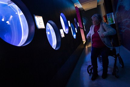 Výlet do světa medúz