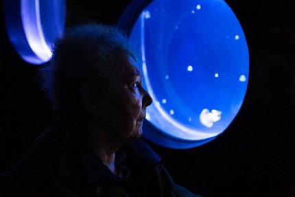 Výlet do světa medúz