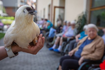 Slepice, psi, koza, králík, poník.. aneb zahradní setkání se zvířátky z Boušic 