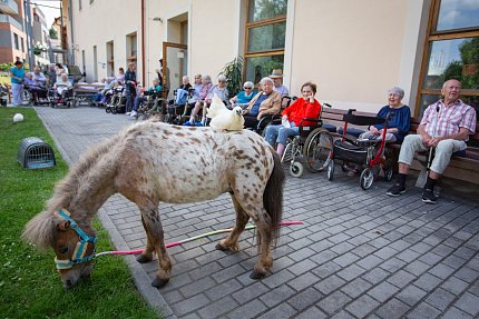 Slepice, psi, koza, králík, poník.. aneb zahradní setkání se zvířátky z Boušic 