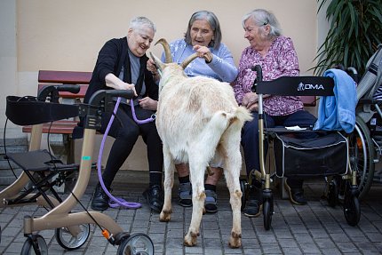 Slepice, psi, koza, králík, poník.. aneb zahradní setkání se zvířátky z Boušic 