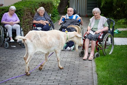 Slepice, psi, koza, králík, poník.. aneb zahradní setkání se zvířátky z Boušic 