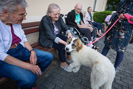 Slepice, psi, koza, králík, poník.. aneb zahradní setkání se zvířátky z Boušic 